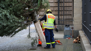 Foto: THW-Helfer und der Baum